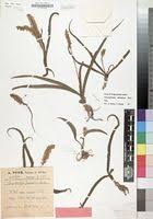 Image result for Chlorophytum africanum