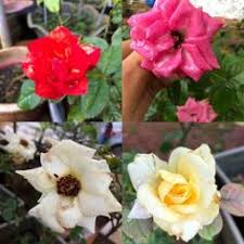 Copryright © image inspiration | sitemap. Saya Zaa Nana Zaanana7 Profile Pinterest