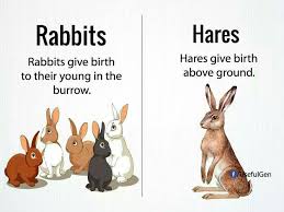 Rabbit Hare Diff Learn English Words English Vocab English Words