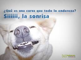 Dia internacional del perro frases. Imagenes De Perros Para Compartir Increibles Julio 2021