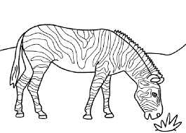 Reindeer baby printable animals kids coloring pages. Free Printable Zebra Coloring Pages For Kids