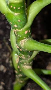 Image result for scale on plant