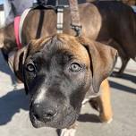 Missoula Clinic — The Street Dog Coalition