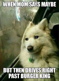 The Meme We Deserve Right Now Animal Memes Funny Animal Memes Funny Relatable Memes