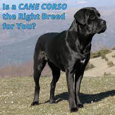 Look for more information about the cane corso and start your search for a good breeder at the website of the cane corso association of america. The Cane Corso Breed A Great Dog For A Life Of Solitude Pethelpful