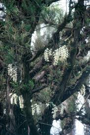 Image result for Orthochilus mechowii