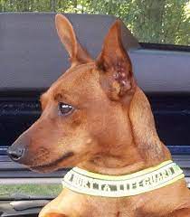 Łukasz wiącek ma 5 stanowisk w swoim profilu. Anna Wiacek Kennel Doberdog Home Facebook