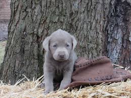 Feel free to browse hundreds of active classified puppy for sale. Labrador Retriever Puppies For Sale Myerstown Pa 269847