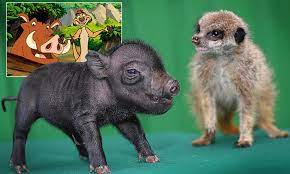 The Real Life Lion King Timon The Meerkat And Pumbaa The Micro Pig Form Unlikeliest Of Friendships Daily Mail Online