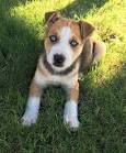 Pitbull Husky Mix - A Complete Guide to the Pitsky