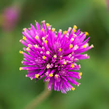 Image result for Gomphrena globosa