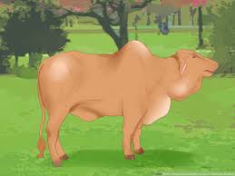 How To Know When A Heifer Or Cow Is Ready To Be Bred 8 Steps