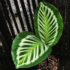 45 Otmetok Nravitsya 2 Kommentariev Saungsederhana Com Saungsederhana Com V Instagram Nama Tanaman Calatheaflame Di 2020 Menanam Tanaman Indoor Tanaman