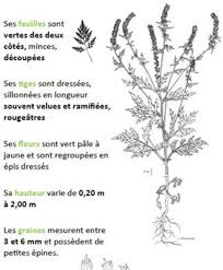 L'ambroisie à feuille d'armoise (ambroisia artemisiifolia l.) est une plante envahissante à ne pas confondre avec l'armoise commune. Schema De L Ambroisie A Feuille D Armoises Source Download Scientific Diagram