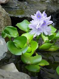 Eichhornia Crassipes Water Hyacinth Bare Root Water Plants Pond Plants Plants
