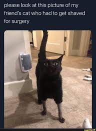 Please Look At This Picture Of My Friend S Cat Who Had To Get Shaved For Surgery Ifunny In 2021 Cats Cute Funny Animals Funny Animals