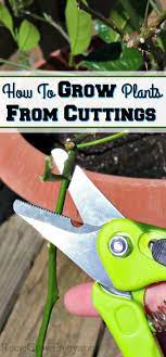 There Are Lots Of Different Ways To Grow Plants One Of Those Ways It To Grow Plants From Cuttings Here Are S Growing Plants Propagating Plants Plant Cuttings
