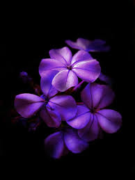 40 Examples Of Beautiful Purple Nature Colors Photography Purple Flowers Wallpaper Dark Purple Flowers Purple Flowers