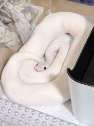 Be lovely in your work! My Lovey Girl Ballpython