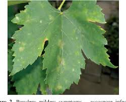 Image result for Uncinula necator