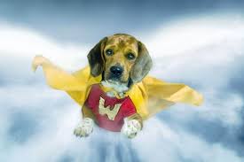 The brave and the bold streaky's powers consisted of a smaller subset of those of superman and supergirl, including flight, super. Superhero Dog Names 110 Powerful Ideas My Dog S Name