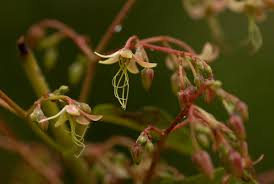 Image result for Tacazzea