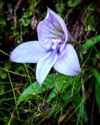 Image result for Disa hircicornis