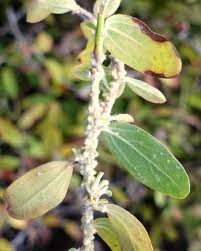 While its primary target is citrus trees, it also feeds on olives and other fruit. Scale Insects Treatments Techniques And Recipes Against Scale Insects