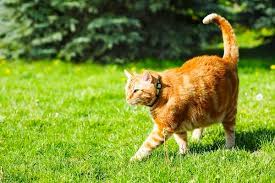 And if you're doing it right, your yard and garden are designed to attract pollinators, like hummingbirds, as well as other wild birds. How To Stop Cats Pooping In Your Garden 12 Ways Tuxedo Cat
