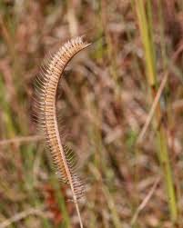 Image result for Ctenium