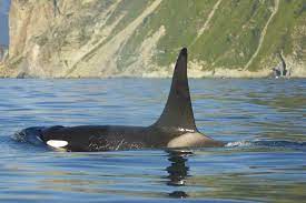 Black and white whale name. Facts About Orcas Killer Whales Whale And Dolphin Conservation