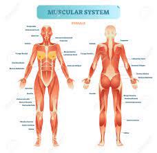 Quadriceps (made of 4 muscles): Female Muscular System Full Anatomical Body Diagram With Muscle Royalty Free Cliparts Vectors And Stock Illustration Image 100867242