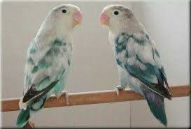 Download suara lovebird ngekek ngetik format mp3 tribun jogja. 55 Ide Lovebird Burung Burung Cantik Kandang Burung