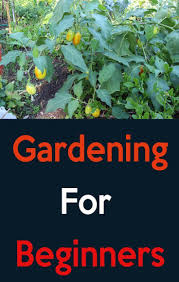 Howtoplant Plant Planting Seeds Plantseeds Gard No Master Has Fallen From The Sky Yet We Al In 2020 Gardening For Beginners Planting Seeds Gardening Tips
