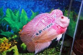 Background aquarium allumunium foil untuk tanning louhan: Ciri Ciri Dan Cara Mengatasi Ikan Louhan Stres Ampuh
