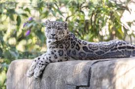 Последние твиты от zoo magazine (@zoo). Neunkircher Zoo