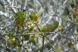 Image result for Viscum congolense