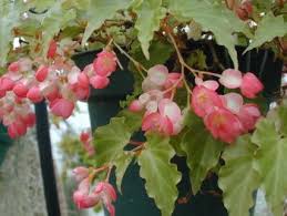 These plants might develop red or yellowish tint with too much sunlight, but. Begonia Tiny Gem Miniature Trailer With Constant Clusters Of Deep Pink Flowers Small Crisp Pointed Light Green Leaves Begonia House Plants Flowers