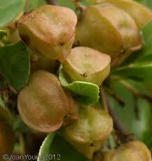 Image result for Gymnosporia tenuispina