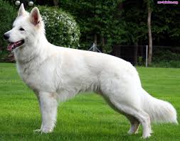Laka Bialy Owczarek Szwajcarski Na Telefon White German Shepherd German Shepherd Dog Breeds