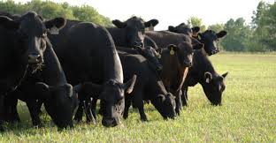 Free gas bloat (secondary tympany) occurs when the animal is unable to eructate free gas in the rumen. Is Bloating In Beef Cattle Heritable Beef Magazine