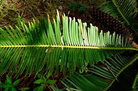 Image result for Encephalartos schmitzii