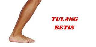 Check spelling or type a new query. 12 Fungsi Tulang Betis Manusia Apa Saja Sikalem