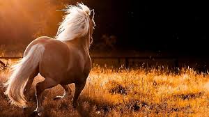 Amazing Grace Panflute By David Doring Amazing Life Youtube In 2020 Beautiful Horses Horses Photo