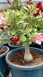 Image result for Adenium