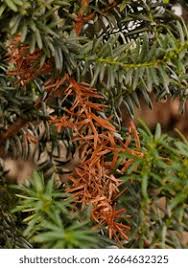 Image result for Phragmanthera cornetii