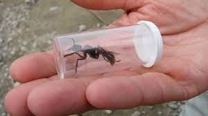Most ants are red or black, but a few species are green and some tropical species have a metallic lustre. World S Biggest Ant Perhaps Ants Big Ant Bulldog