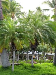 Coming from the tropical forests of burma and thailand, it. Miniature Date Palm Tree Phoenix Roebelenii Urban Tropicals
