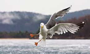 Image result for seagull