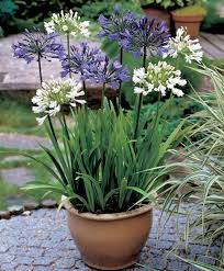 More Information About 3x African Lily Agapanthus Africanus Purple White Bare Rooted At Bakker Com 100 Flowering G Plants Container Gardening Garden Shrubs